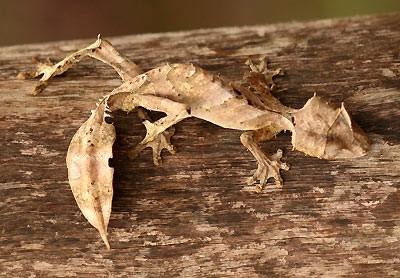 Gecko cola de hoja $2500